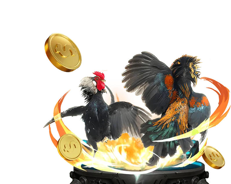 Đá gà tre tại ok 988.vip